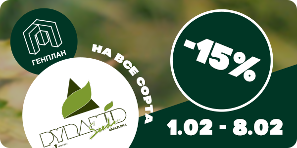 −15% на все сорта от Pyramid Seeds!